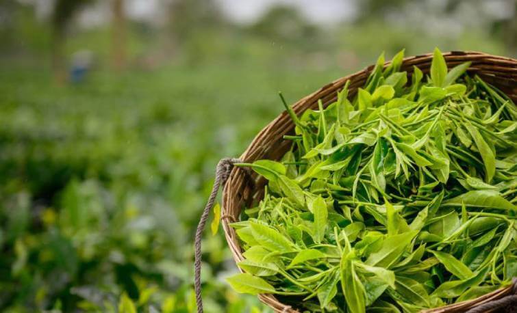 About tea image